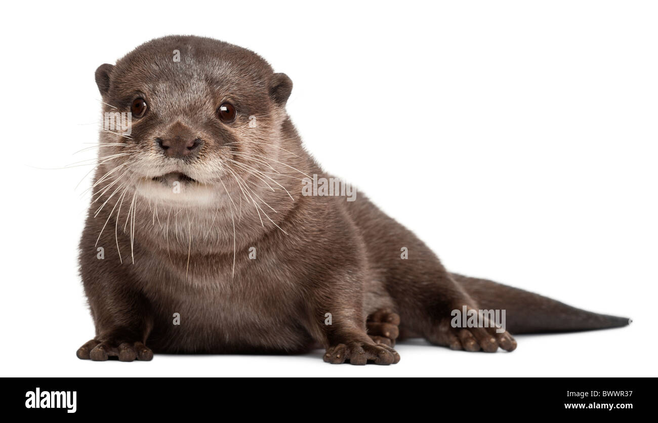 , Amblonyx cinereus, 5 ans, in front of white background Banque D'Images