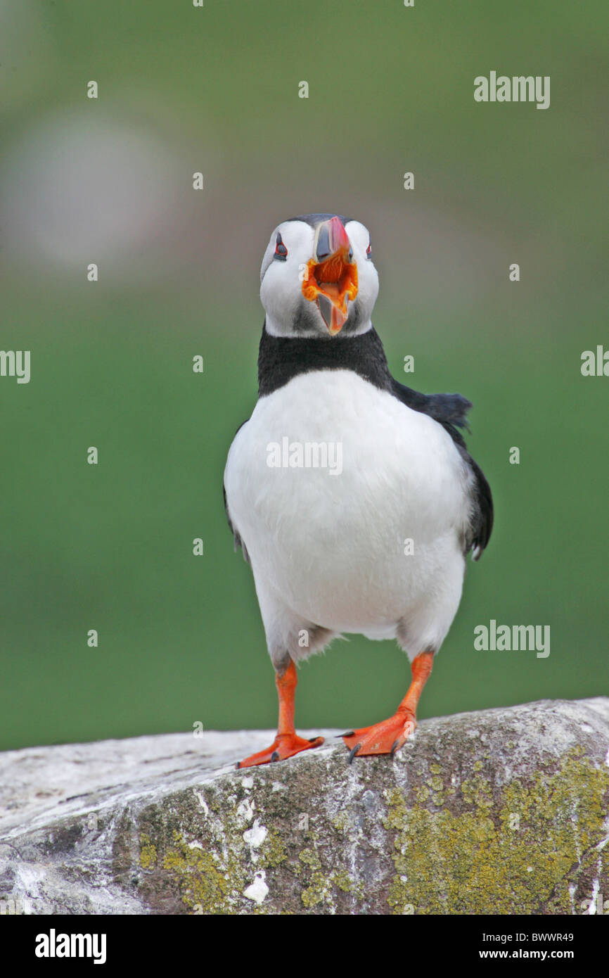 Macareux moine (Fratercula arctica), adultes, d'orientation sur l'article rock, Iles Farne, Northumberland, Angleterre, juin Banque D'Images