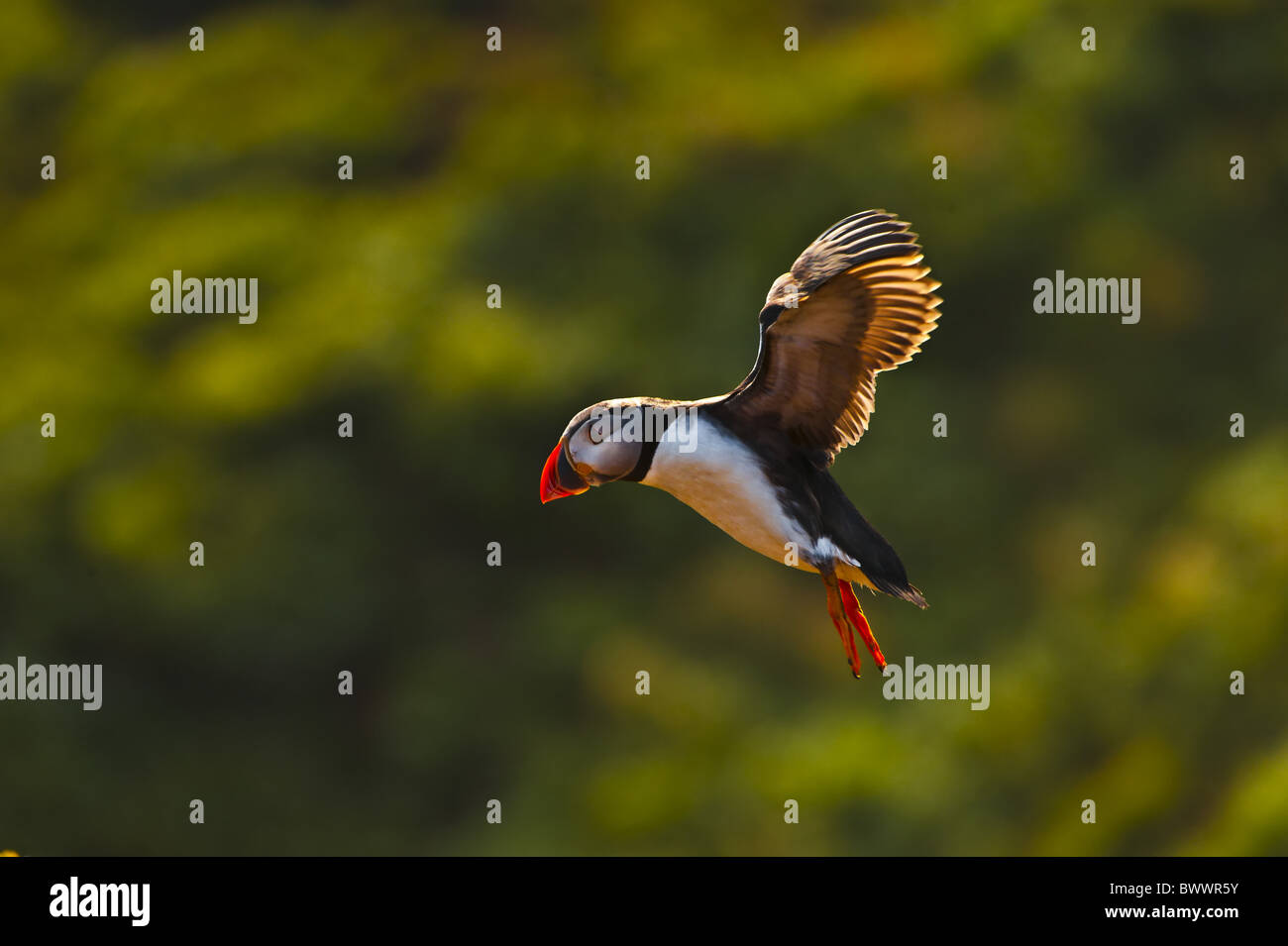 Macareux moine (Fratercula arctica), adultes en vol, l'île de Skomer, Pembrokeshire, Pays de Galles Banque D'Images