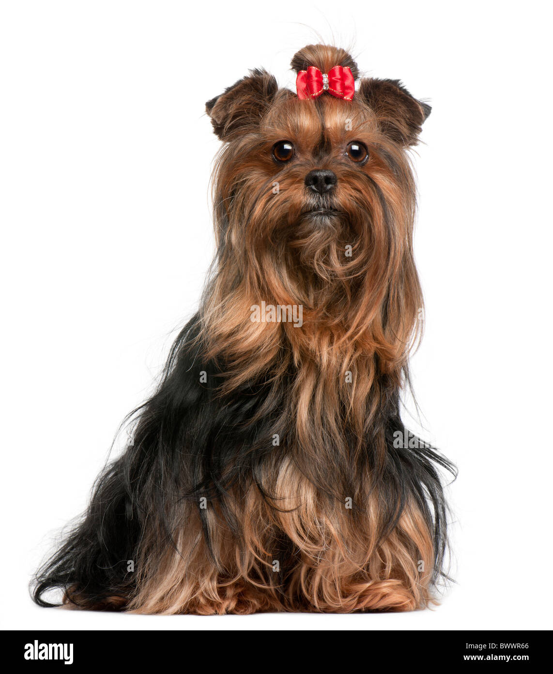 Yorkshire Terrier wearing red bow, 9 ans, in front of white background Banque D'Images