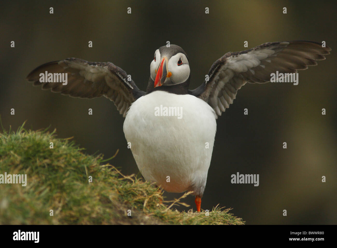 Macareux moine (Fratercula arctica Banque D'Images