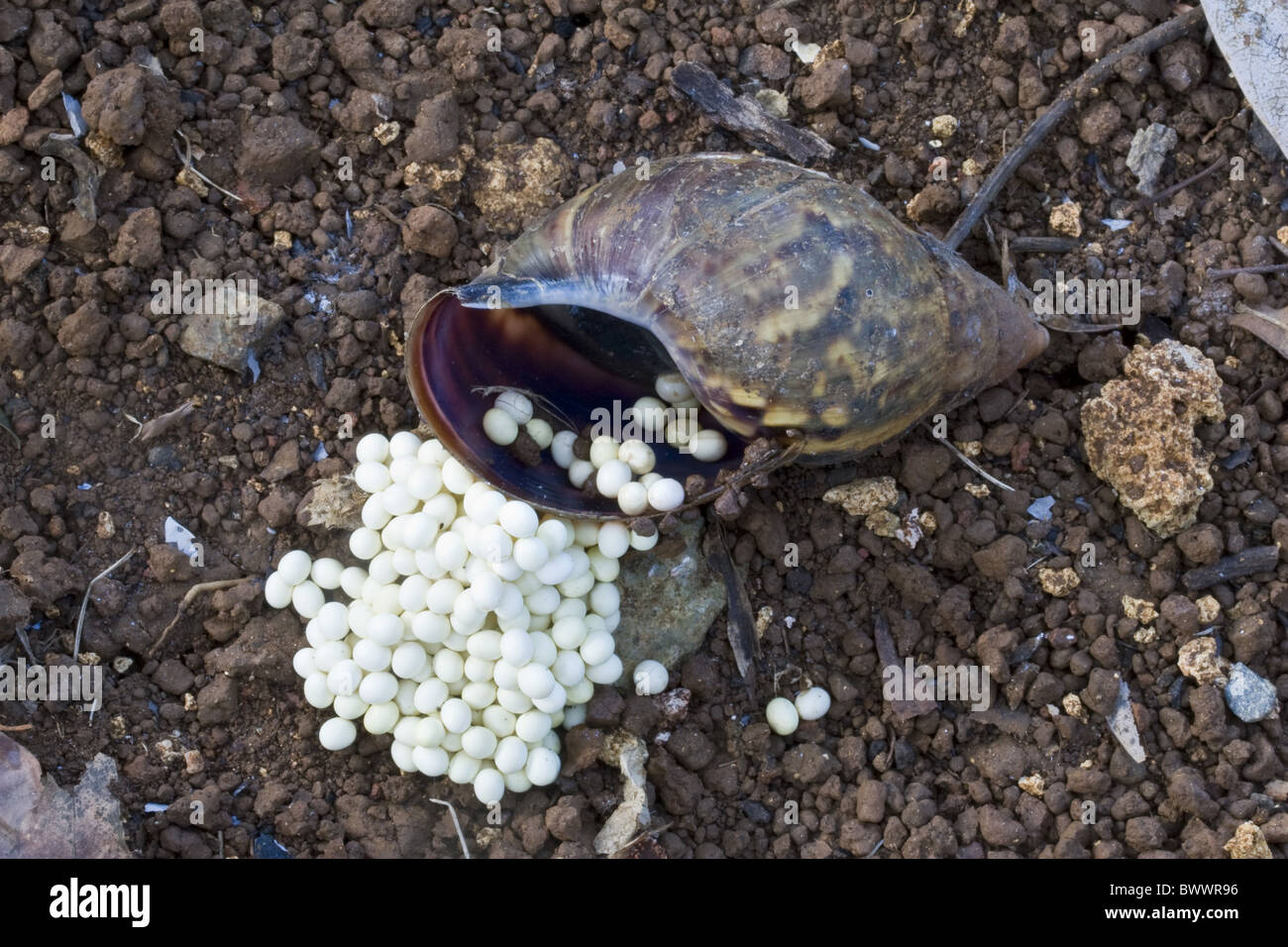 Achatina fulica Asie Asie Afrique Afrique Environnement Environnement L — free download