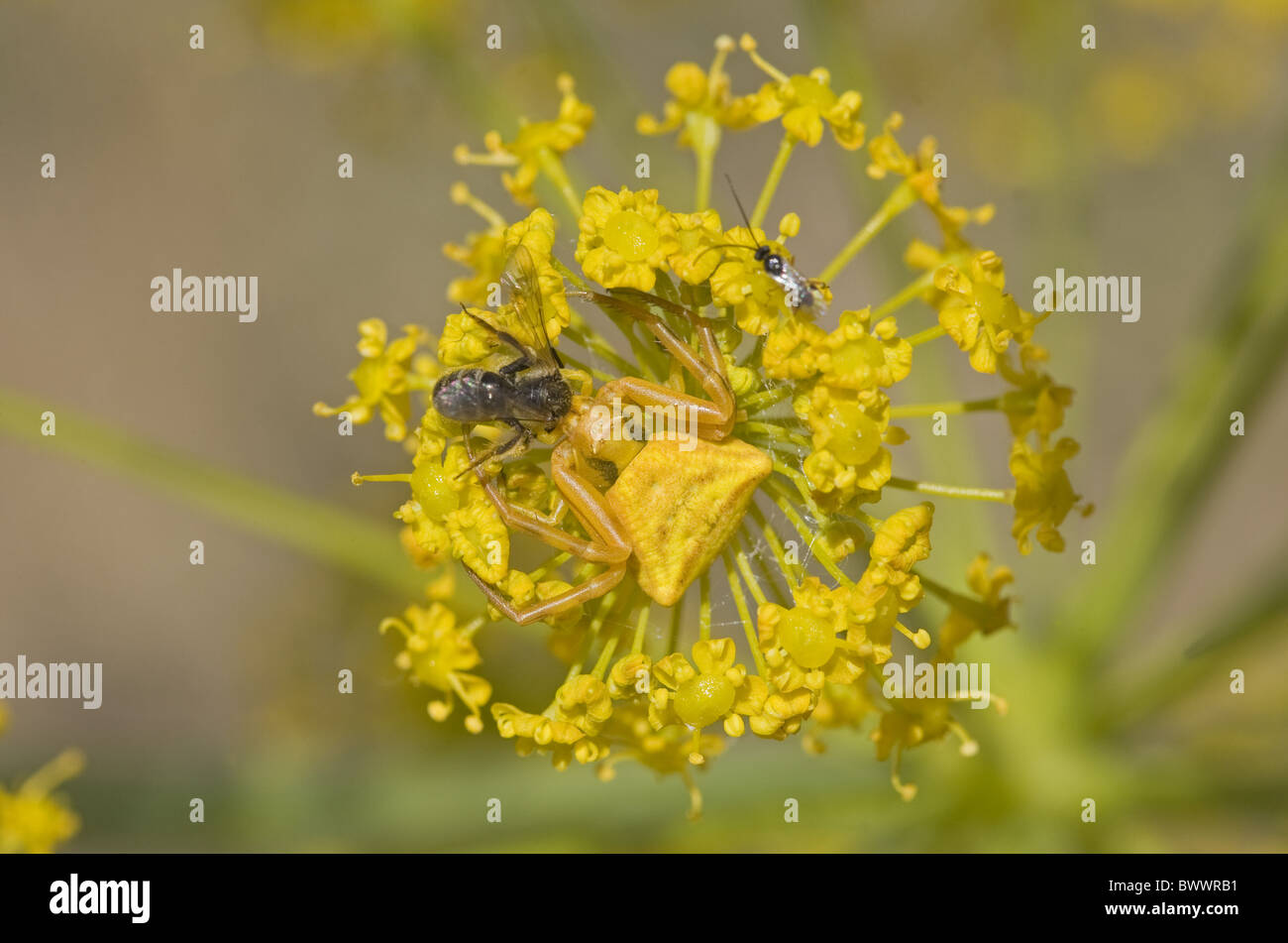 Les araignées araignée arachnide arachnides Arthropodes Arthropodes animal animaux invertébrés invertébrés Arthropodes Arthropodes europe Banque D'Images