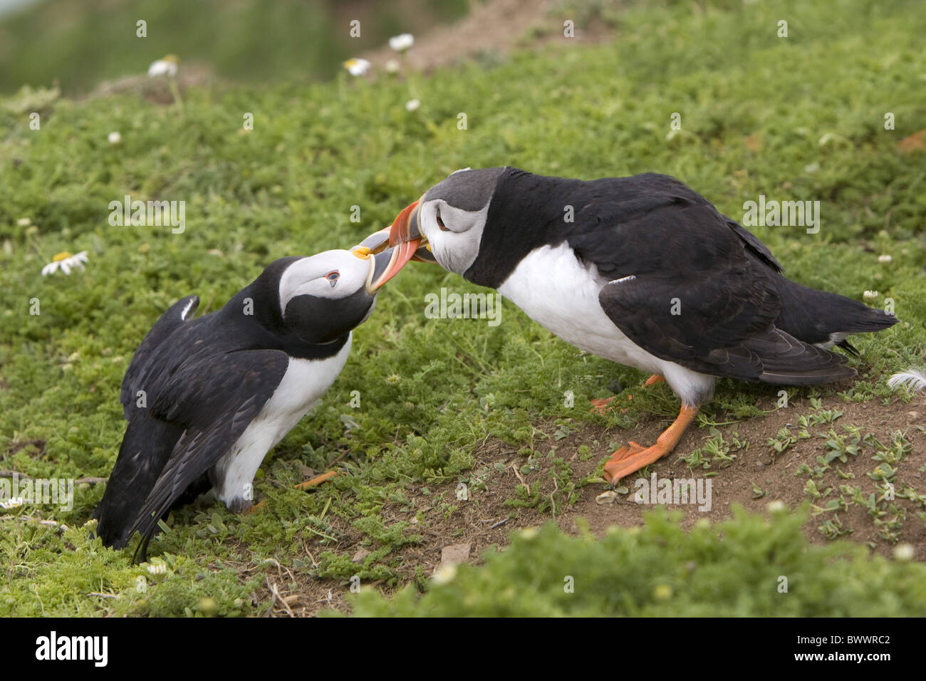 Macareux moine (Fratercula arctica) deux adultes, les combats pendant la saison de reproduction, l'île de Skomer, Pembrokeshire, Pays de Galles, juin Banque D'Images