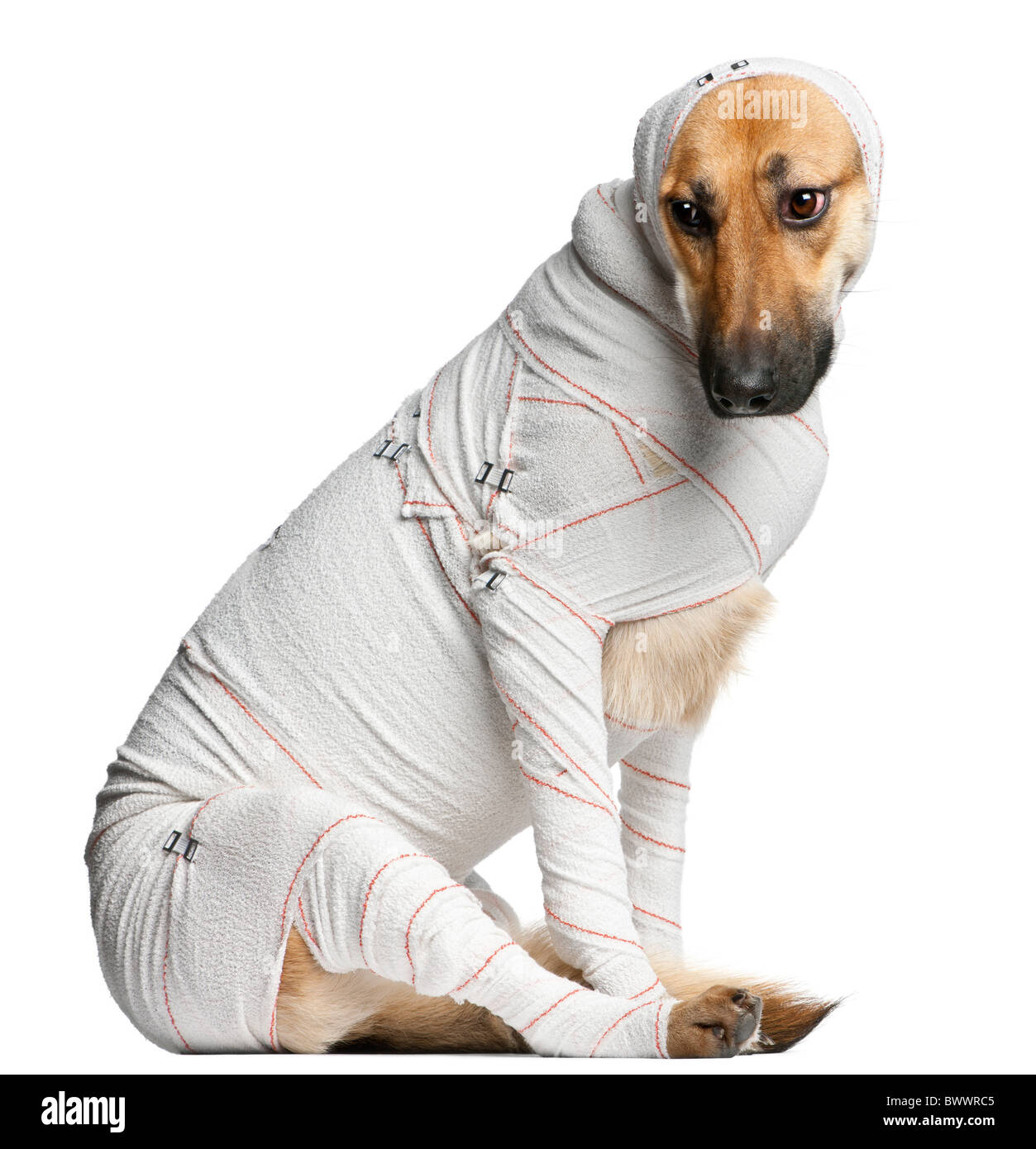 Chiot berger allemand dans les bandages, âgé de 4 mois, in front of white background Banque D'Images