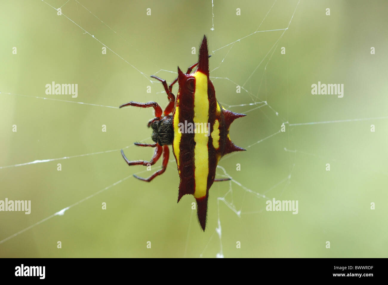 L'Orb-weaver Spider (Gasteracantha fornicata) adulte, sur le web, Millaa Millaa, Atherton Tablelands, Queensland, Australie, Banque D'Images