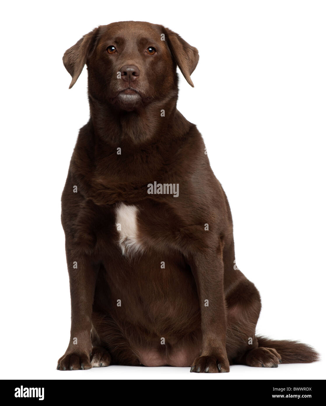 Ladrador Fat Retriever, 7 ans, in front of white background Banque D'Images Ladrador Fat Retriever, 7 ans, in front of white background Banque D'Images