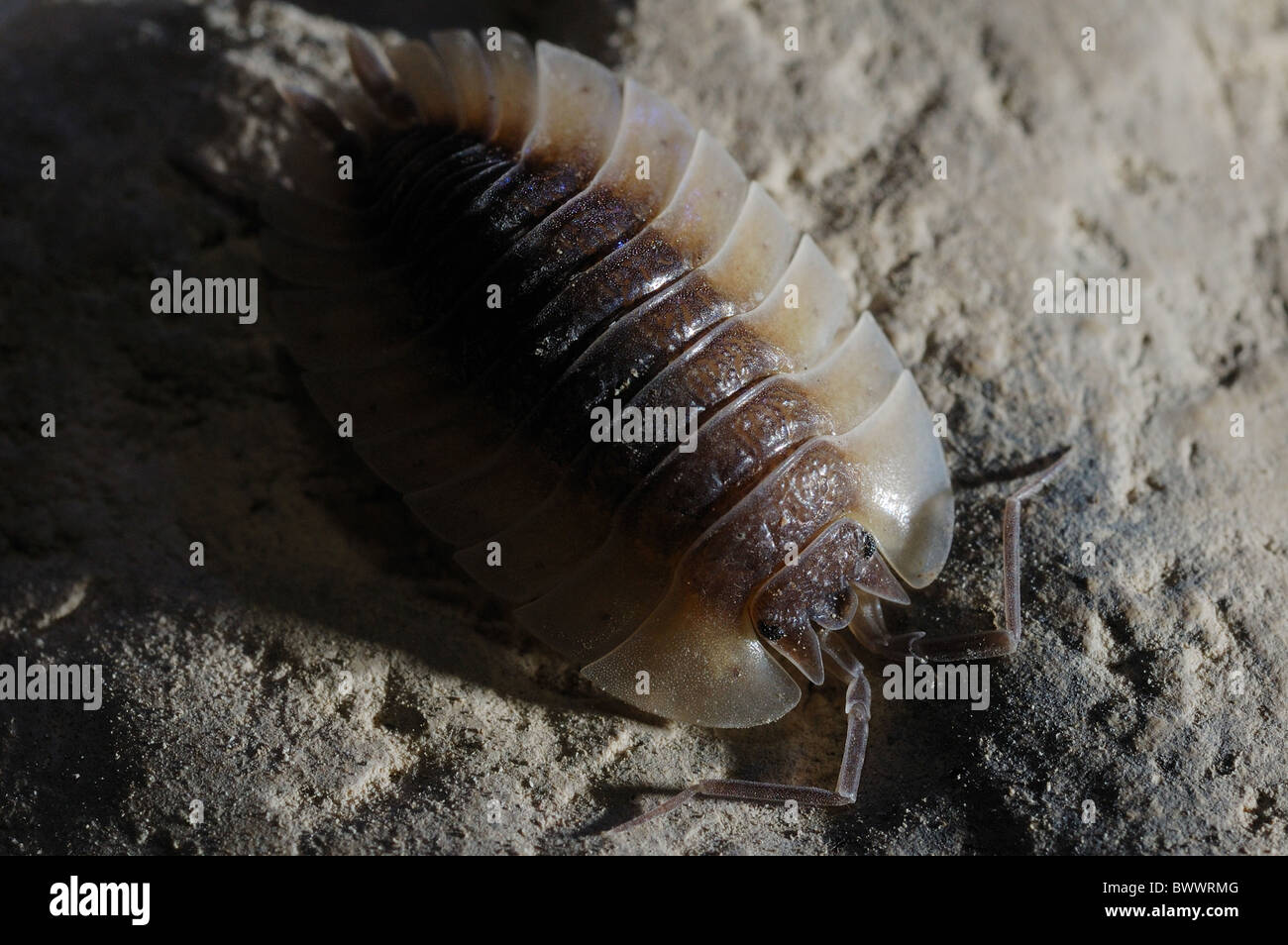 Grotte grotte invertébrés faune Oniscus sp. Roumanie La spéléologie animal animaux crustacés