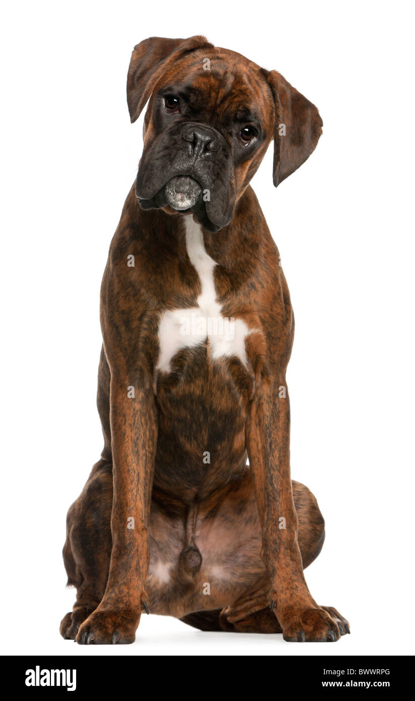 Boxer sitting in front of white background Banque D'Images
