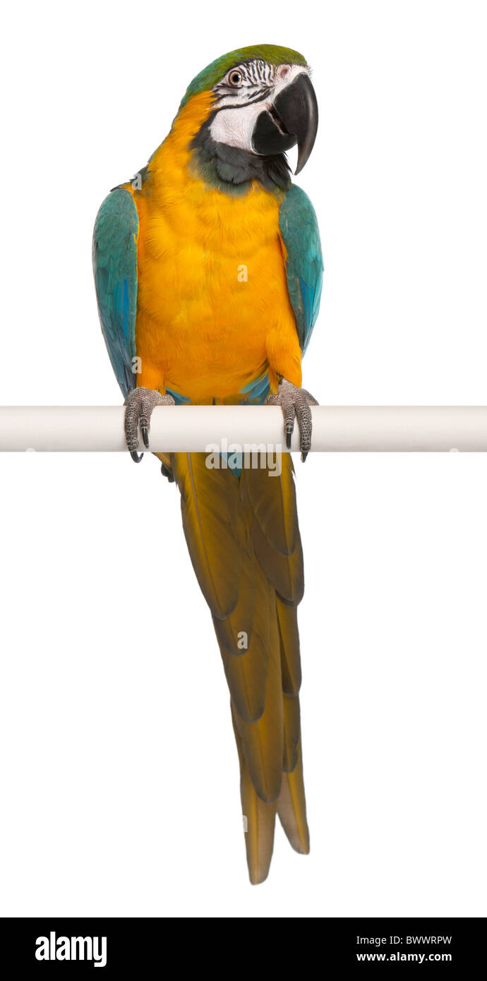 Ara bleu et jaune, Ara ararauna, perché sur pole in front of white background Banque D'Images Ara bleu et jaune, Ara ararauna, perché sur pole in front of white background Banque D'Images