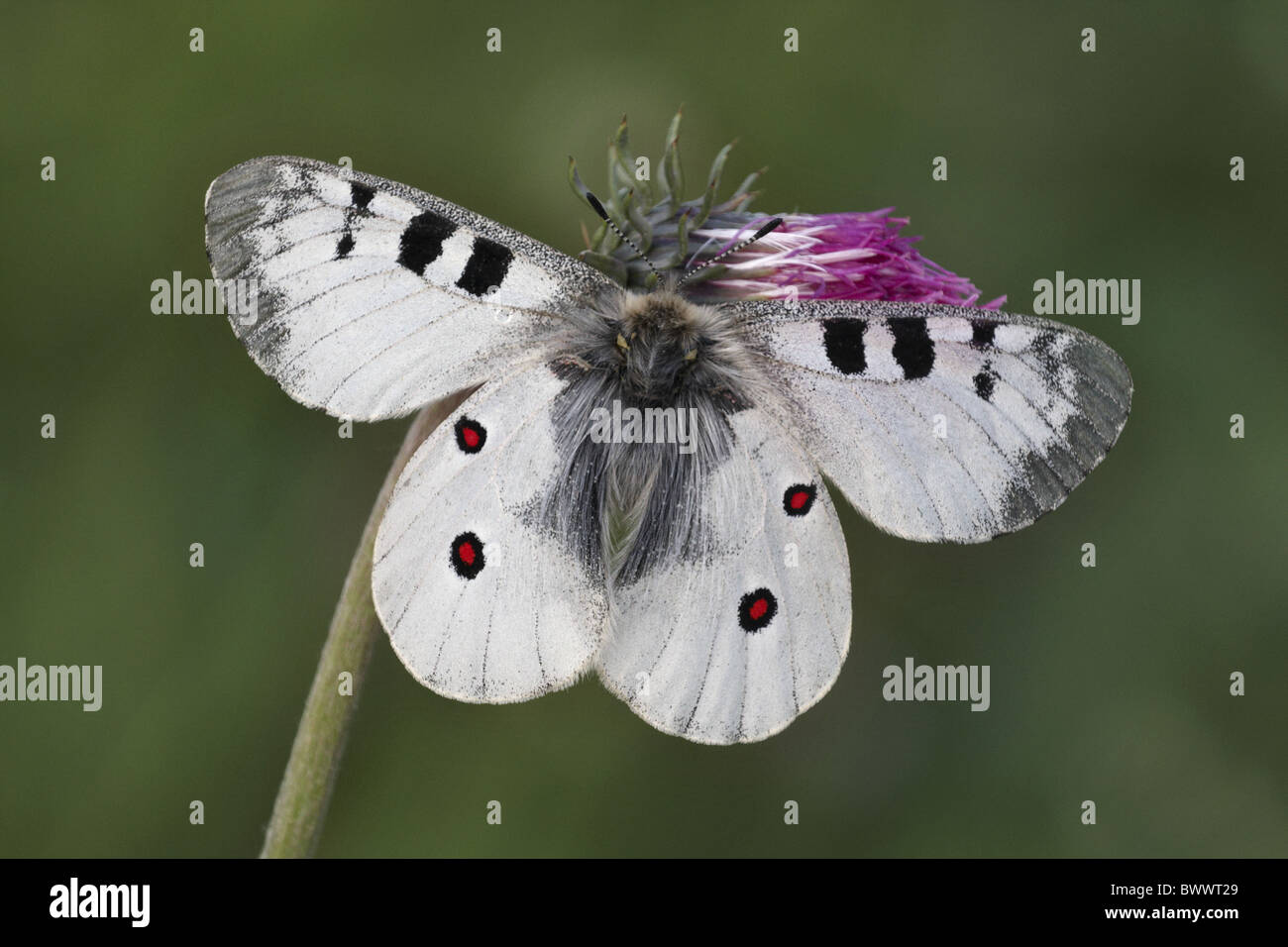 Animal animaux insecte papillon Papillons Insectes Invertébrés invertébrés Arthropodes Arthropodes apollos apollo europe Banque D'Images