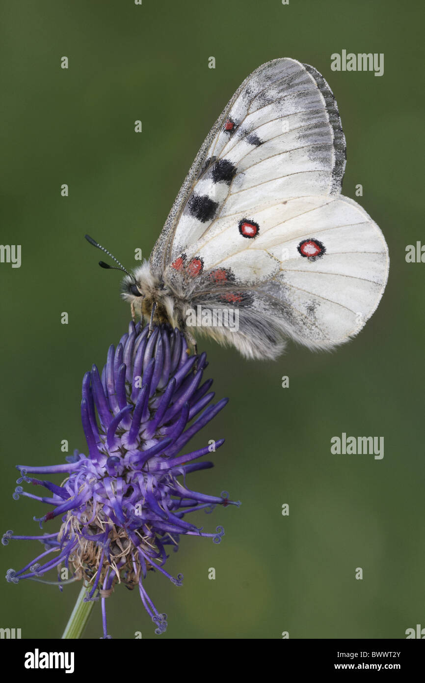 Animal animaux insecte papillon Papillons Insectes Invertébrés invertébrés Arthropodes Arthropodes apollos apollo europe Banque D'Images
