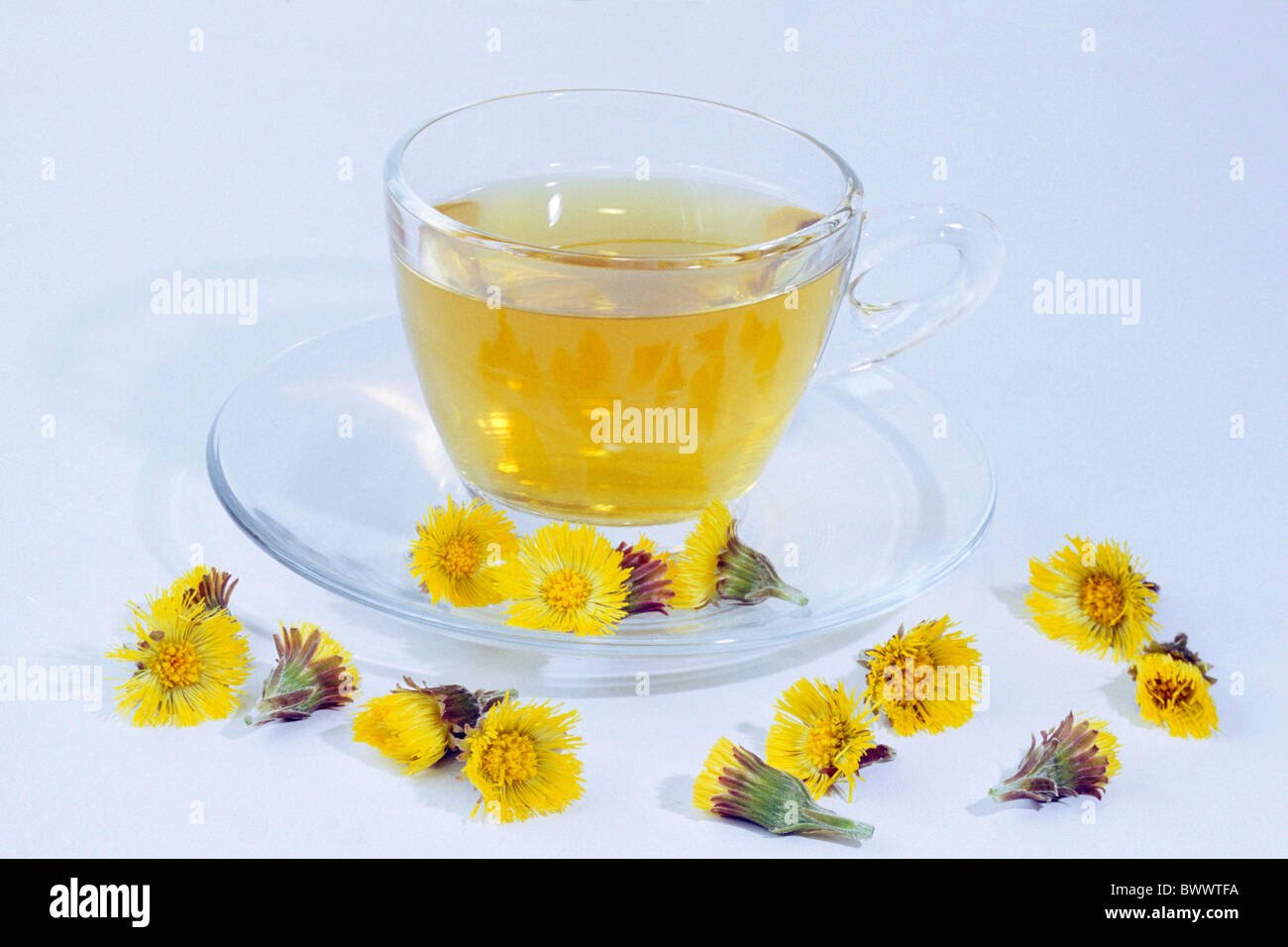 Tussilage (Tussilago farfara), tasse de thé et de fleurs, studio photo. Banque D'Images