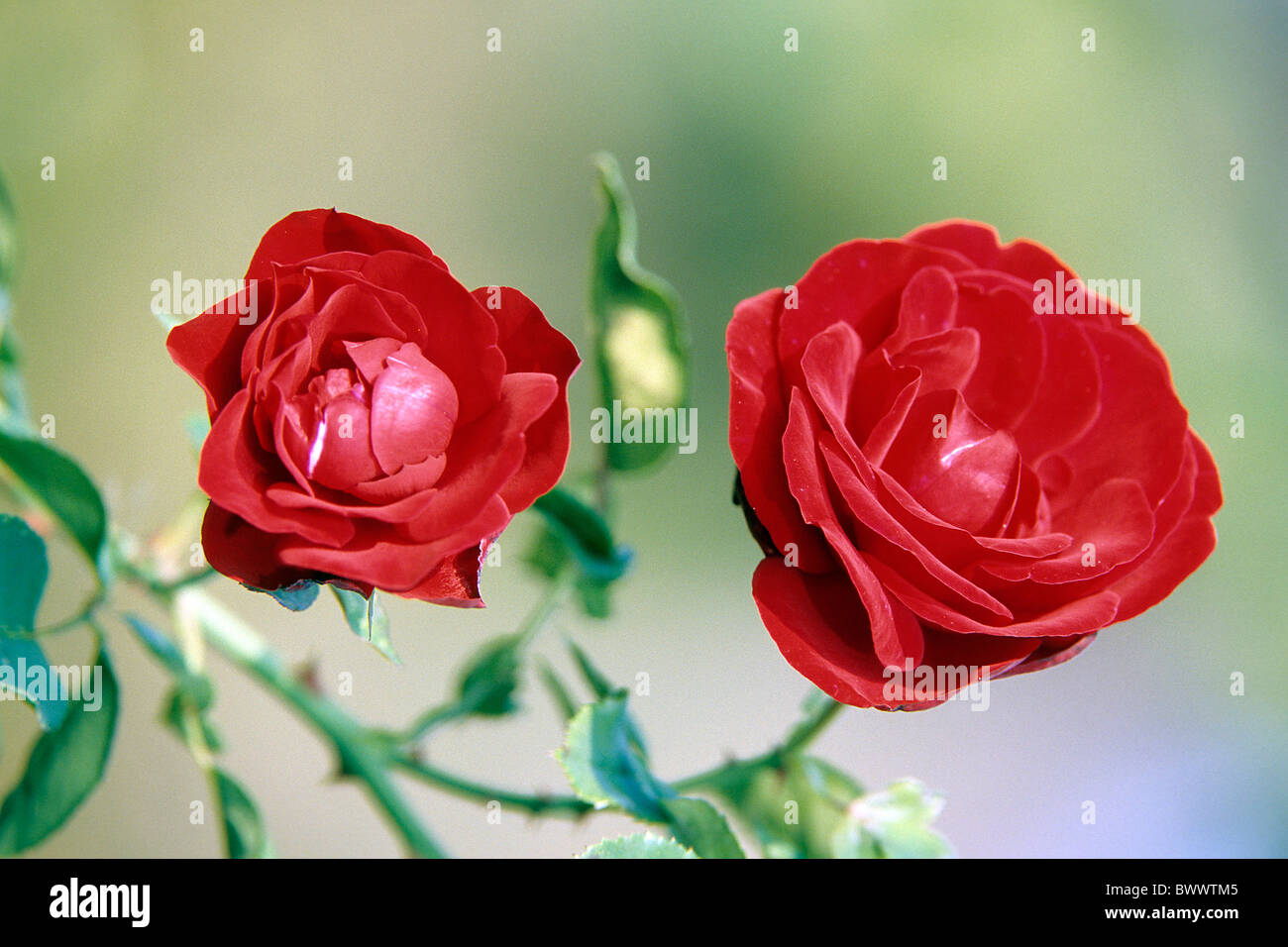 Grosses fleurs rose escalade, Escalade Hybrid Tea (6 hôtel), fleur, studio photo. Banque D'Images