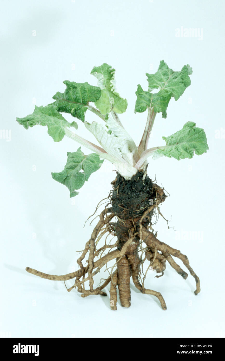 Une plus grande bardane, Bardane comestible, Lappa bardane (Arctium lappa), plante avec racines, studio photo. Banque D'Images