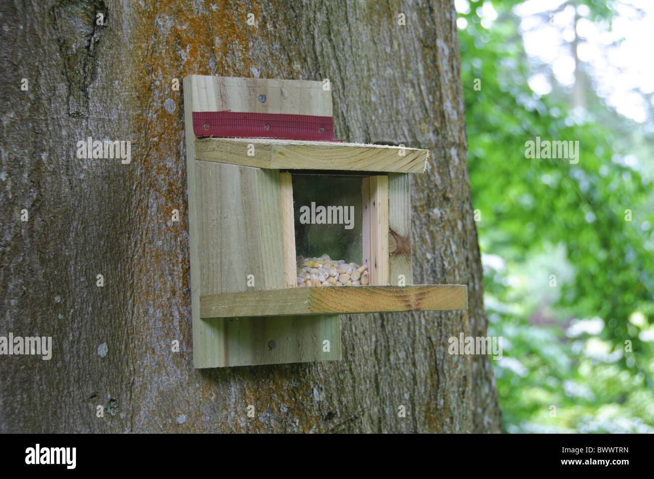 Convoyeur d'écureuil en bois avec le maïs attaché tree Banque D'Images