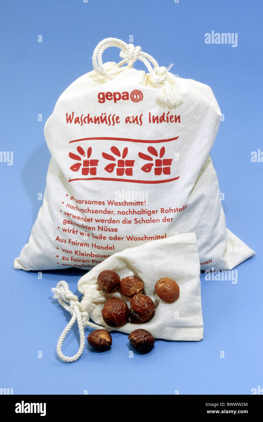 Soapnut (Sapindus mukorossi, la shépherdie du Canada). Les noix contiennent de la saponine, un détergent naturel qui peut être utilisé pour nettoyer les vêtements. Banque D'Images