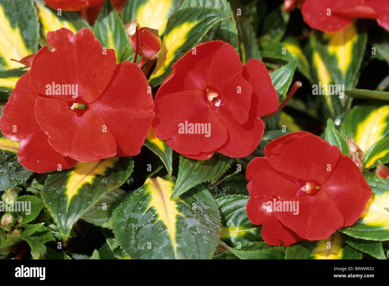 Busy Lizzie, sapin baumier (Impatiens walleriana), variété : peint en rouge, fleur. Banque D'Images