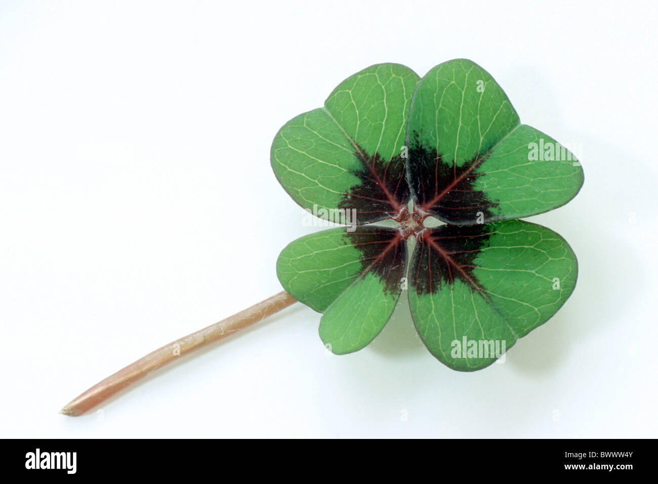 Bonne chance Leaf, Lucky Clover (Oxalis tetraphylla), feuille, studio photo. Banque D'Images
