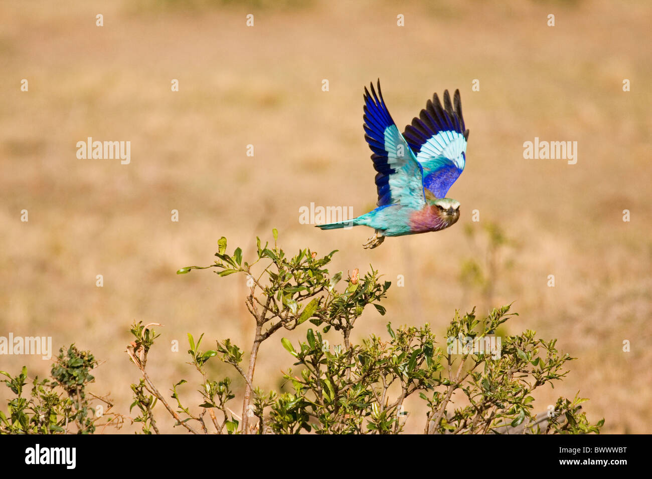 Lilac-breasted Roller (Coracias caudata), adultes en vol, Masai Mara, Kenya Banque D'Images