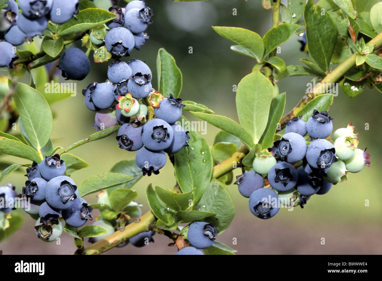 Le nord de l'airelle en corymbe (Vaccinium corymbosum), variété : Bluetta, mûr et petits fruits encore verts sur bush. Banque D'Images