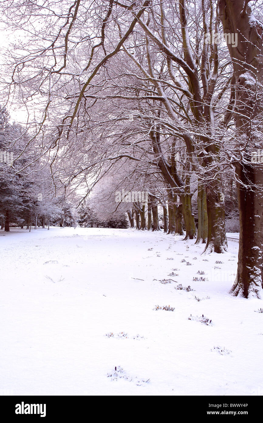 Avenue de hêtres dans la neige à Calderstones Park, Liverpool, Merseyside, au nord ouest de l'Angleterre, Royaume-Uni Banque D'Images