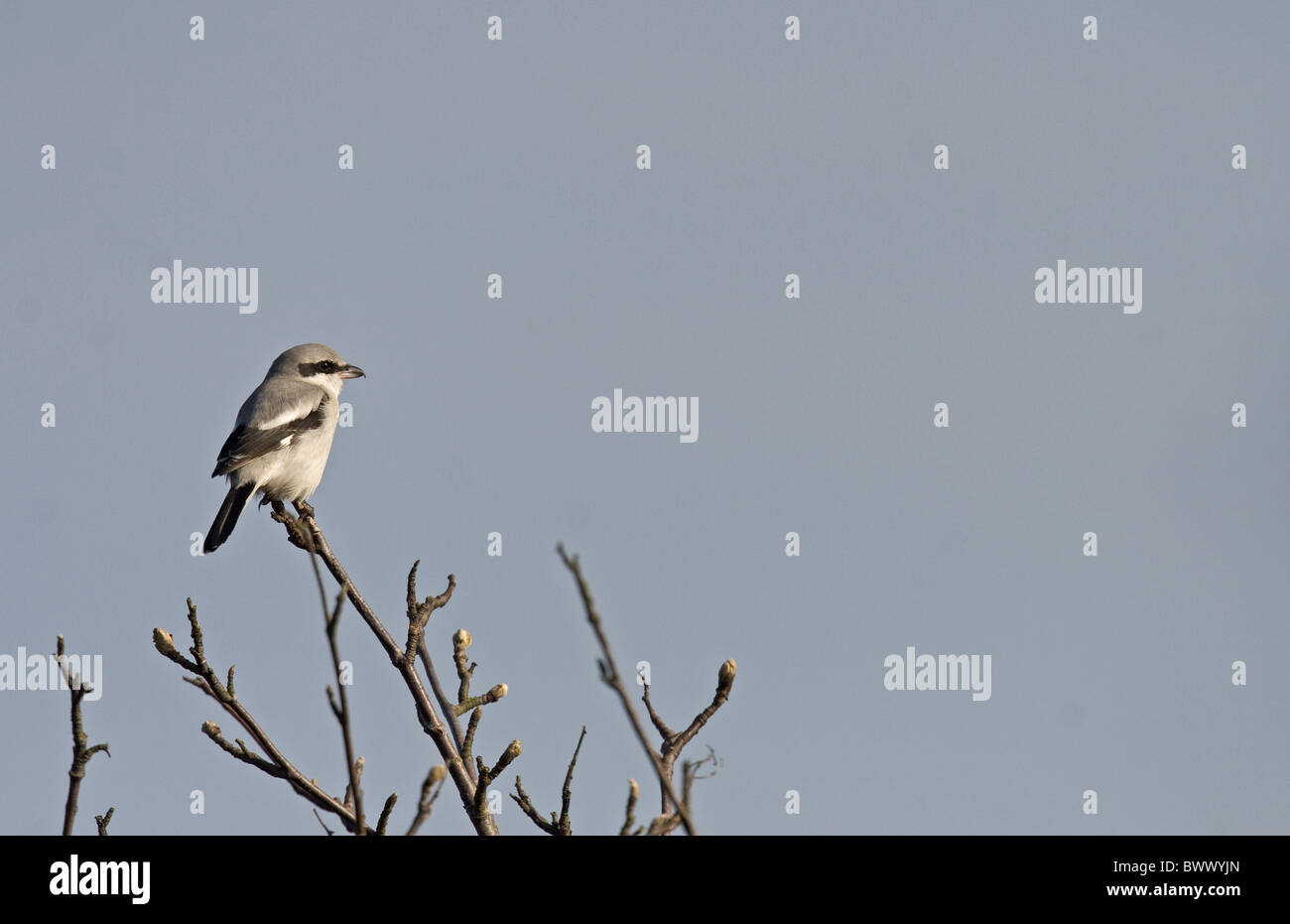 La migratrice (Lanius excubitor) adulte, perché en haut des arbres, Norfolk, Angleterre, hiver Banque D'Images