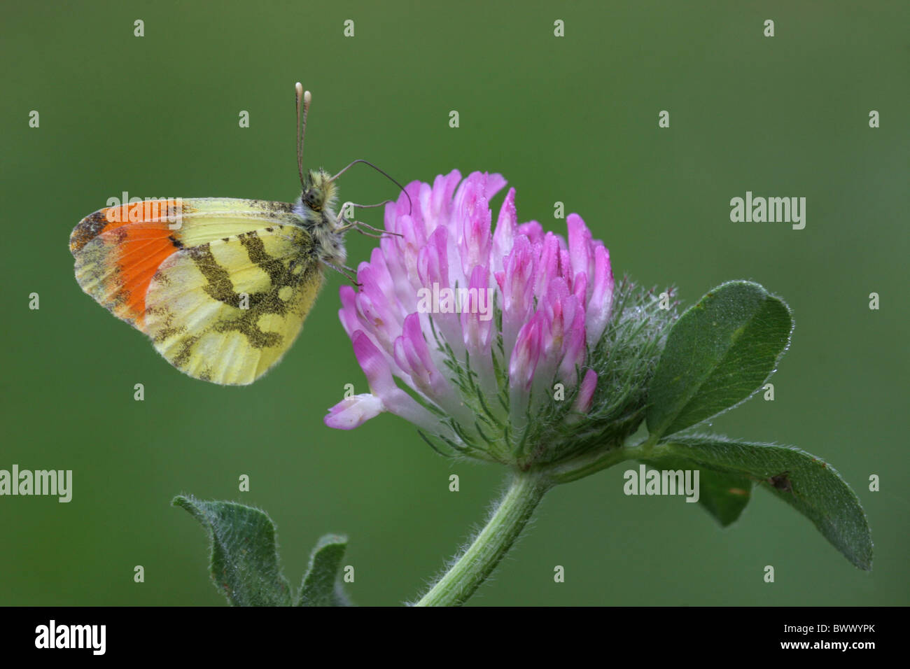 Animal animaux insecte papillon Papillons Insectes Invertébrés invertébrés Arthropodes Arthropodes 'orange-tip' 'conseils'-orange Banque D'Images