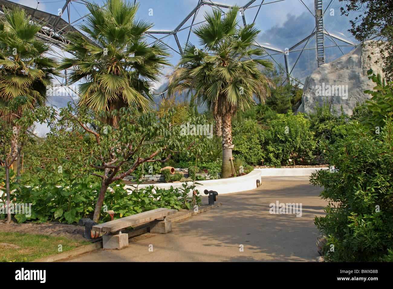 Palmiers méditerranéens biome méditerranéen Banque D'Images