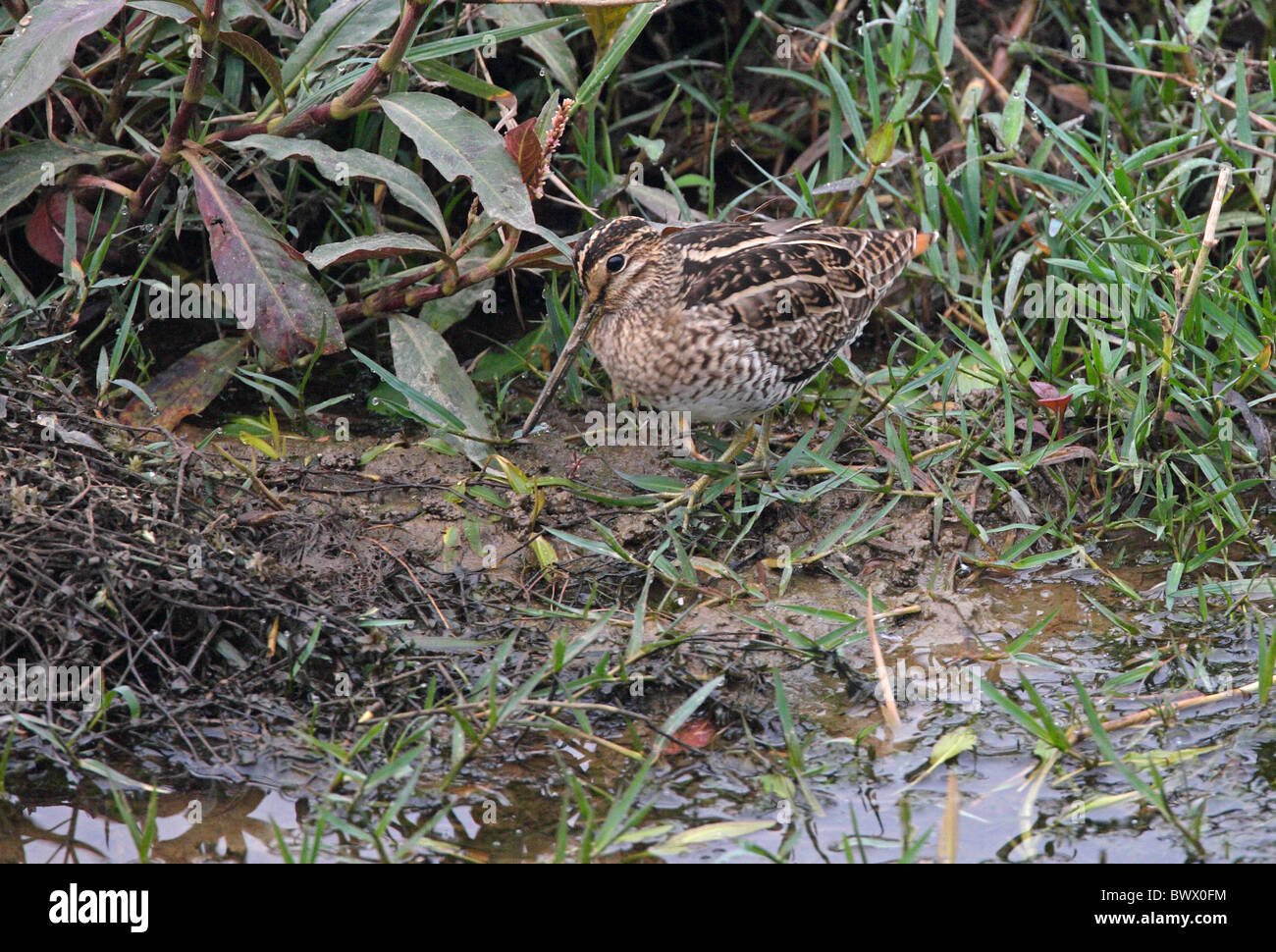 Pintail Snipe (Gallinago stenura) des profils, l'alimentation à bord de l'eau, Chitwan, Népal, janvier Banque D'Images