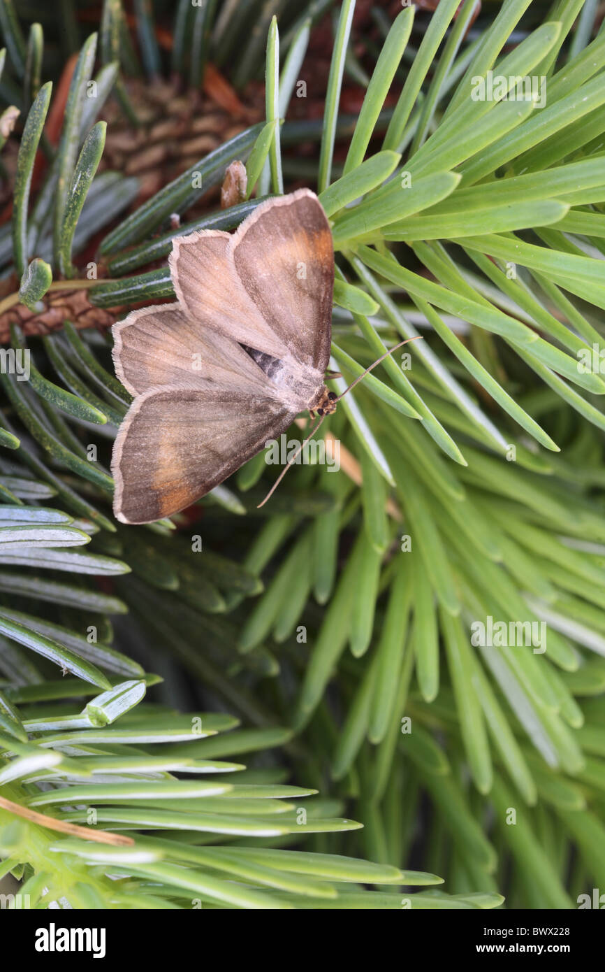 Semiothisa fauve fauve liturata prescription prescription le mélanisme mélanique de l'angle de la nature insectes bug sauvage faune environnement naturel Banque D'Images