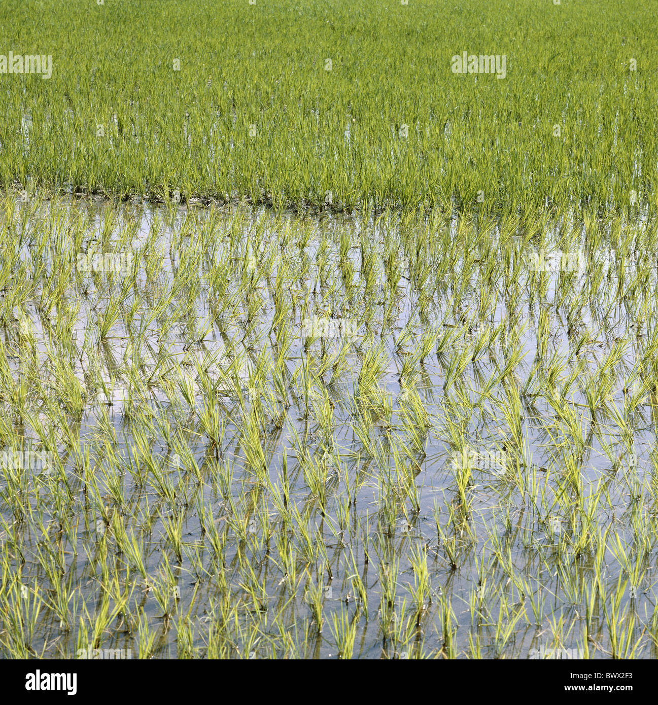 Les cultures irriguées de l'Asie plantes utiles alimentaires manger du riz Banque D'Images