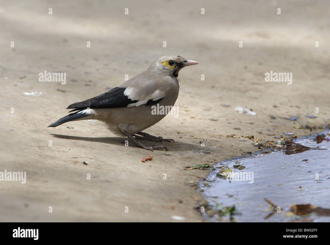 Réorganisation de Starling (Creatophora cinerea) mâle adulte, entrée en plumage nuptial, à bord de l'eau, de l'Éthiopie, avril Banque D'Images