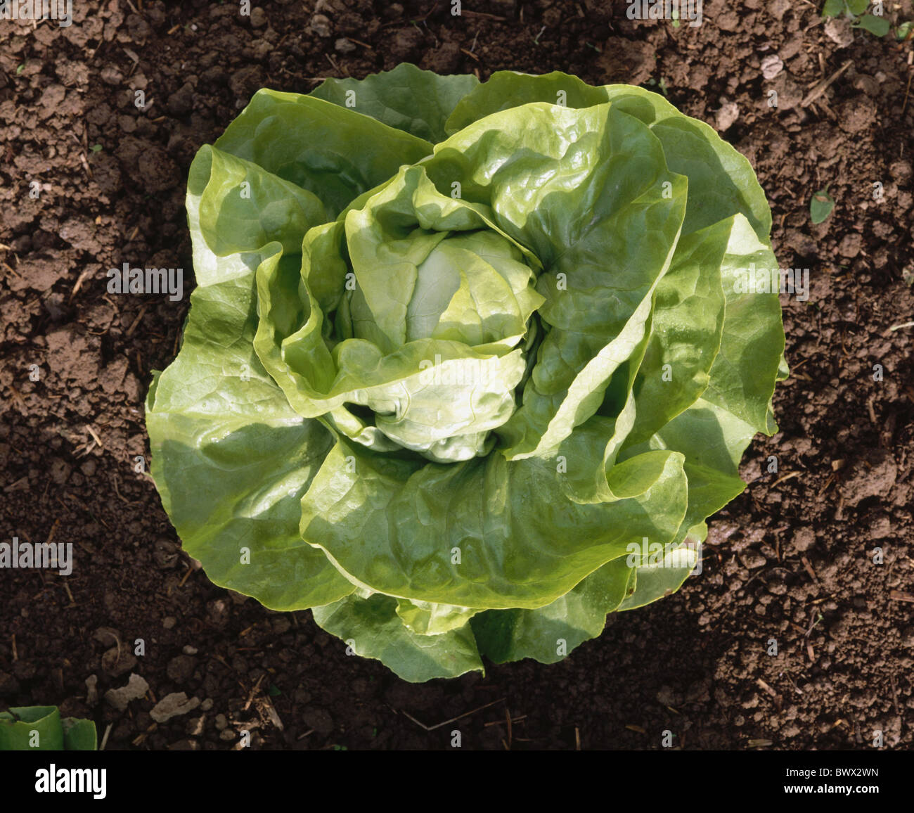 Vision de la terre légumes Laitue Laitue salade Banque D'Images