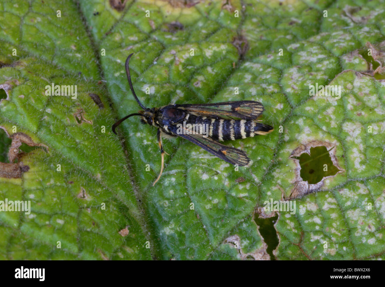 Animal animaux espèce d'insectes lépidoptères Papillons Insectes Invertébrés invertébrés Arthropodes Arthropodes clearwings sésie Banque D'Images