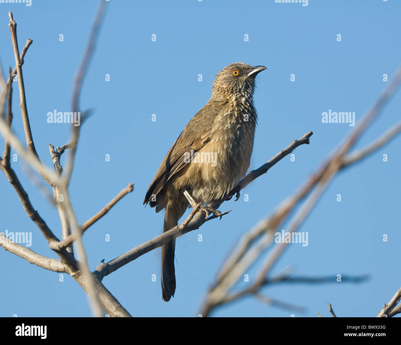 Arrow-Marked (Turdoides jardineii), Kruger National Park, Afrique du Sud Banque D'Images