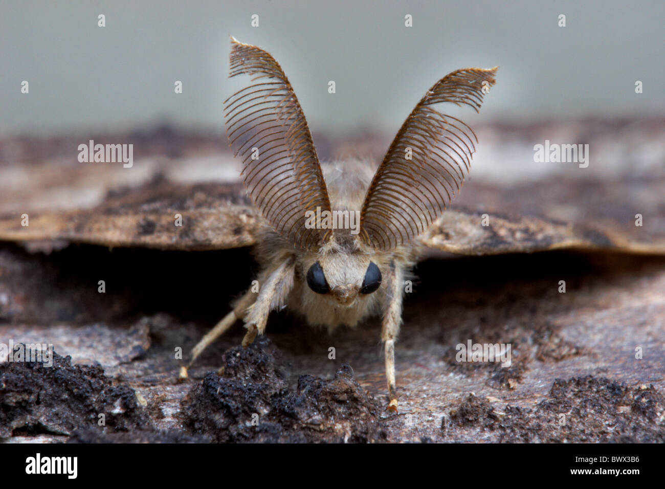 Animal animaux espèce d'insectes lépidoptères Papillons Insectes Invertébrés invertébrés Arthropodes Arthropodes europe la vie sauvage Banque D'Images