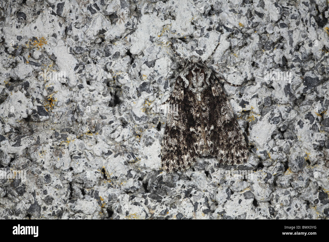 KKnot Acronicta rumicis knotgrass herbe naturelle nature sauvage faune environnement europe european insect bug Banque D'Images