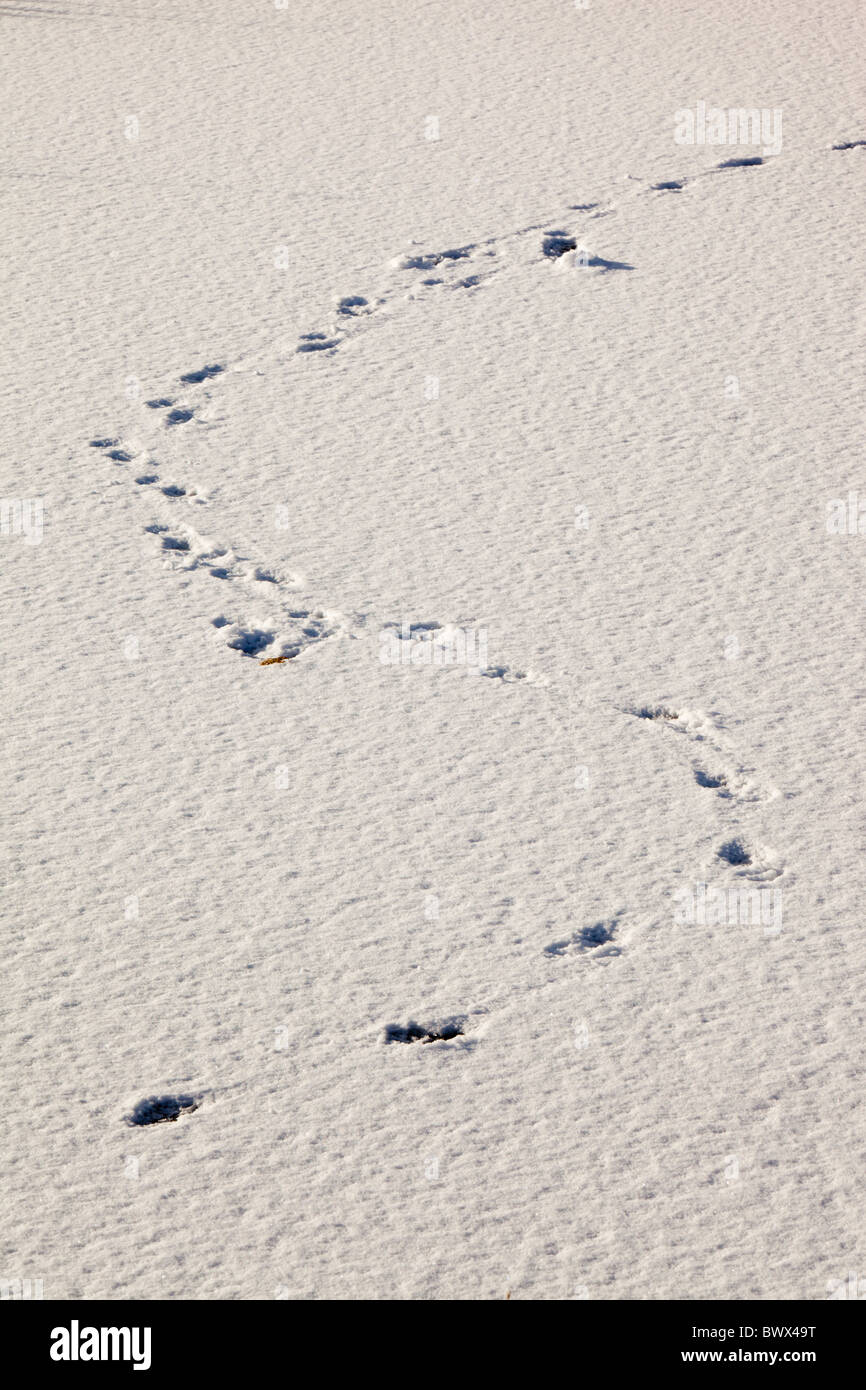 Des pistes d'animaux sur un couvert de neige tarn gelé sur loughrigg Ambleside ci-dessus, Lake District, UK. Banque D'Images