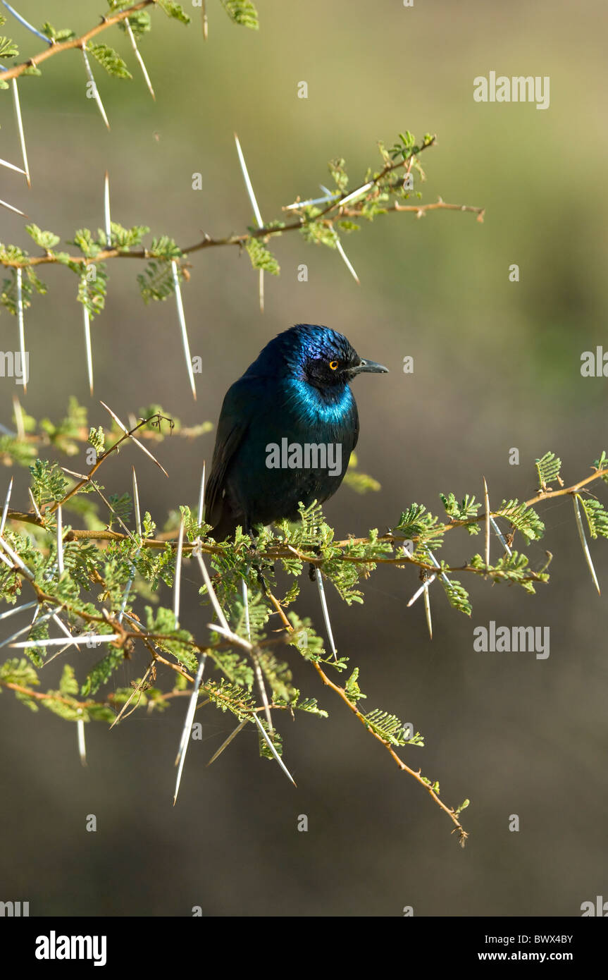 Cape Glossy Starling (Lamprotornis nitens), Kruger National Park, Afrique du Sud Banque D'Images
