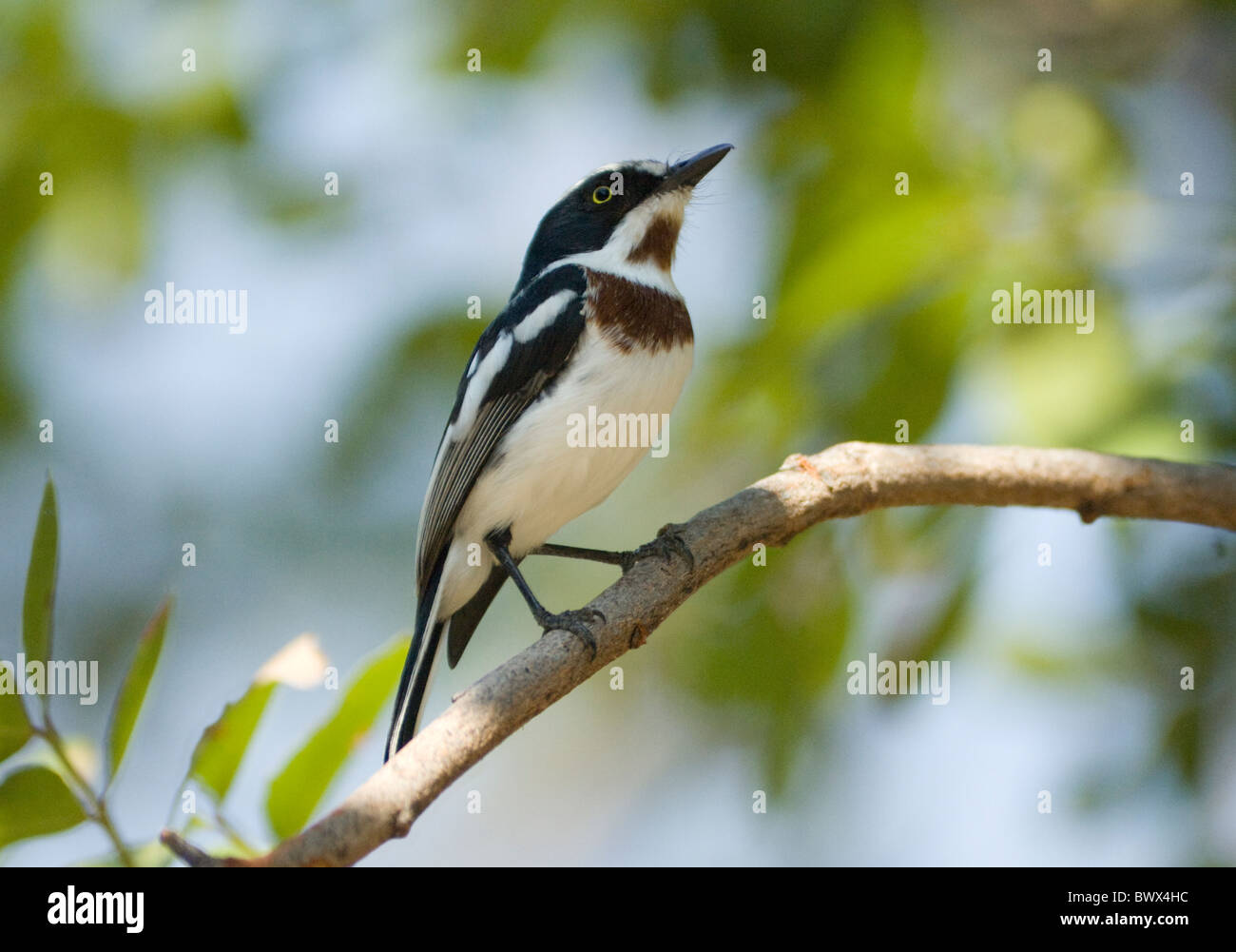 Chinspot Batis Batis molitor Parc National Kruger en Afrique du Sud Banque D'Images