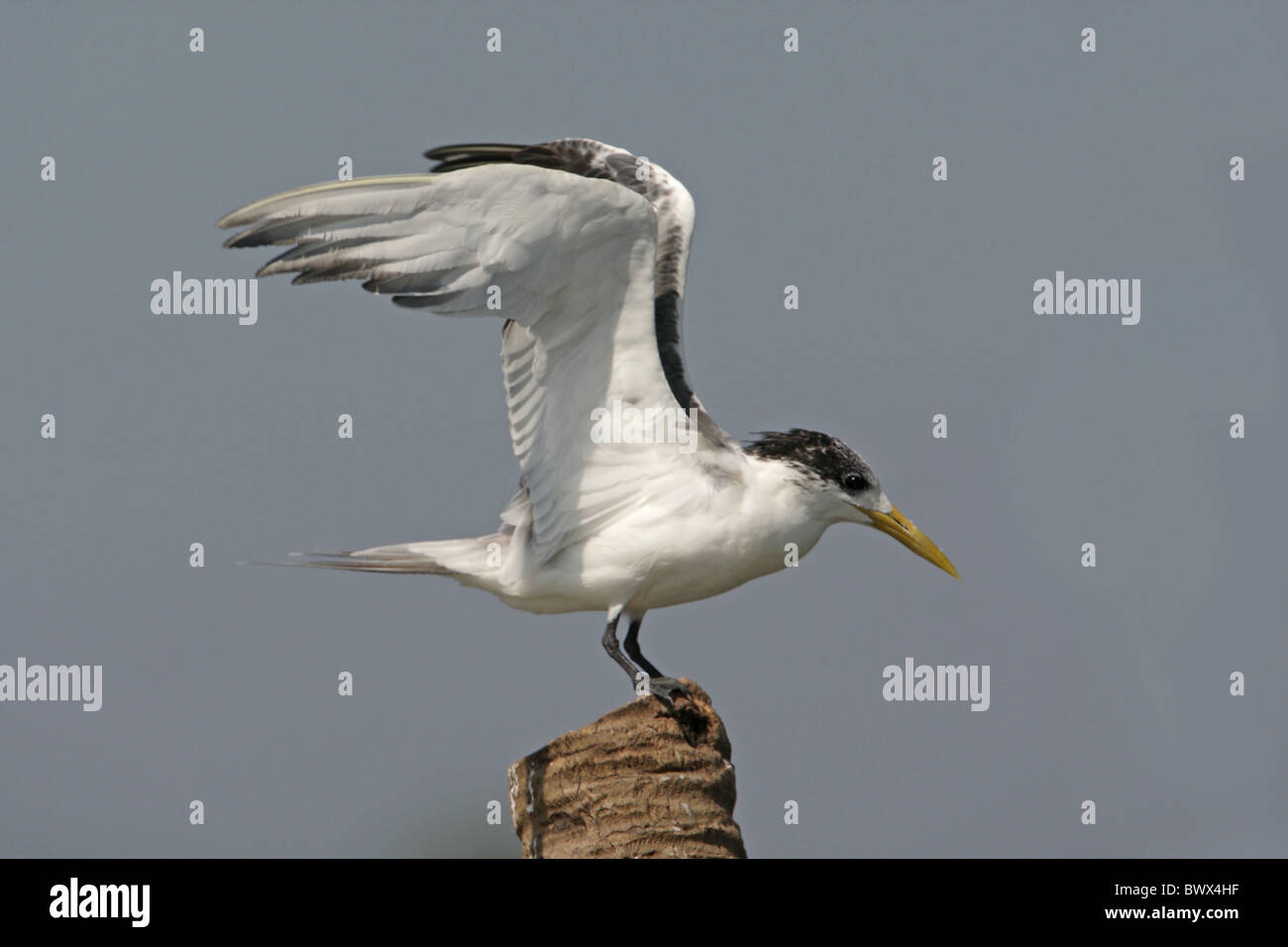 Tyran de Dougall (Sterna bergii) adulte, plumage d'hiver, s'étendant des ailes, debout sur la souche, la rivière Zuari, Goa, Inde, novembre Banque D'Images