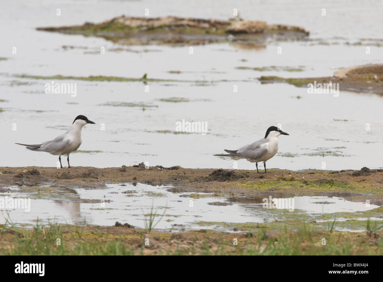 Gull-billed Tern (Gelochelidon nilotica nilotica) deux adultes, debout sur la rive du lac, province d'Almaty, Kazakhstan, mai Banque D'Images