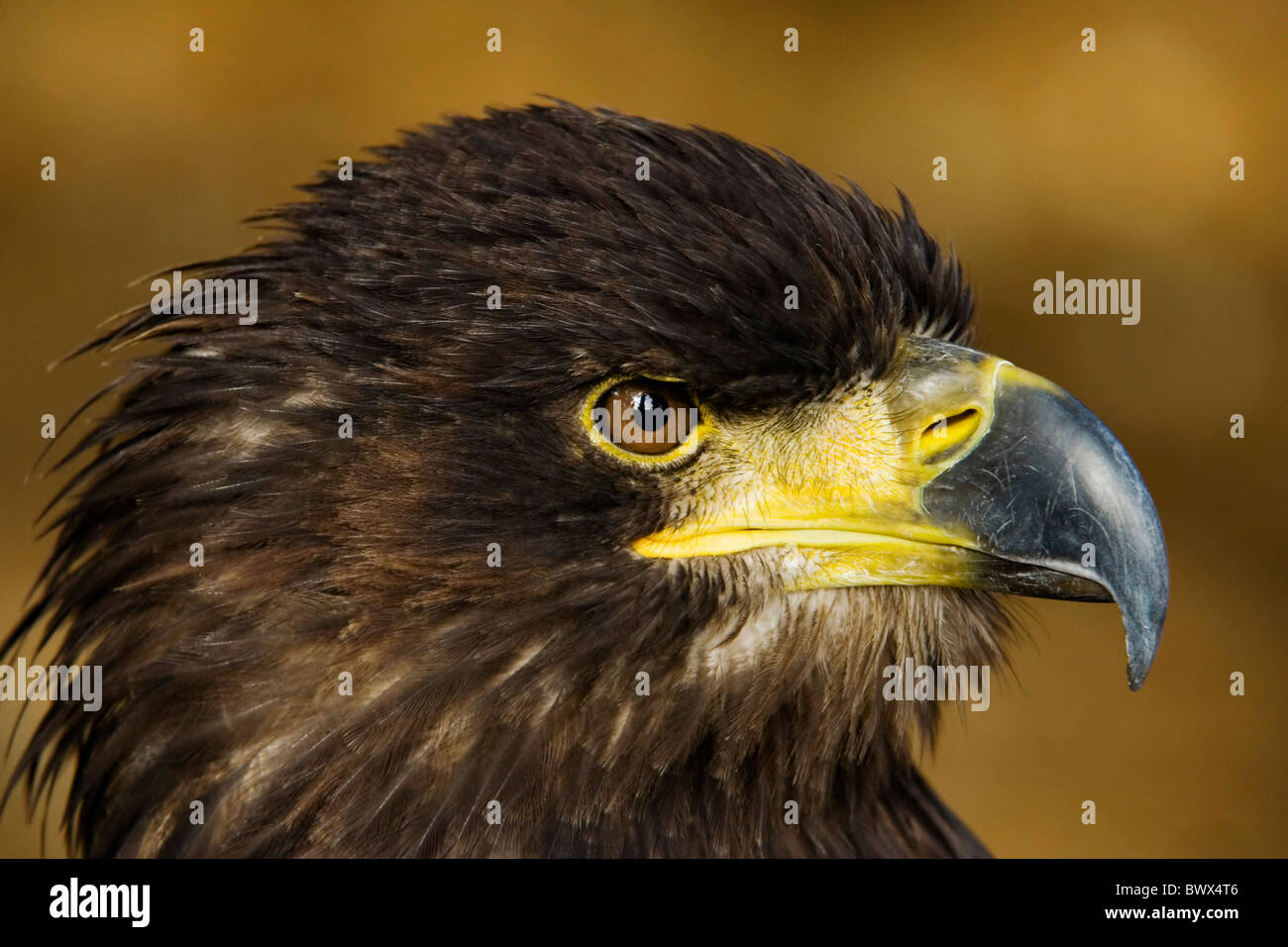 Le portrait d'un aigle de mer Banque D'Images