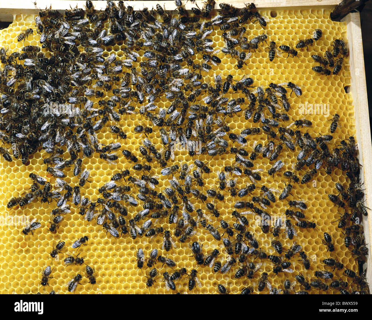 Voir les abeilles abeille Miel miel miel miel Banque D'Images