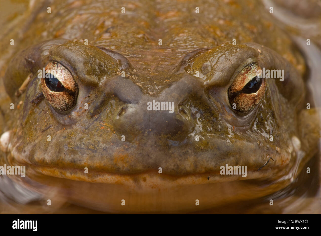 Crapaud Bufo alvarius désert de Sonora en Arizona Banque D'Images