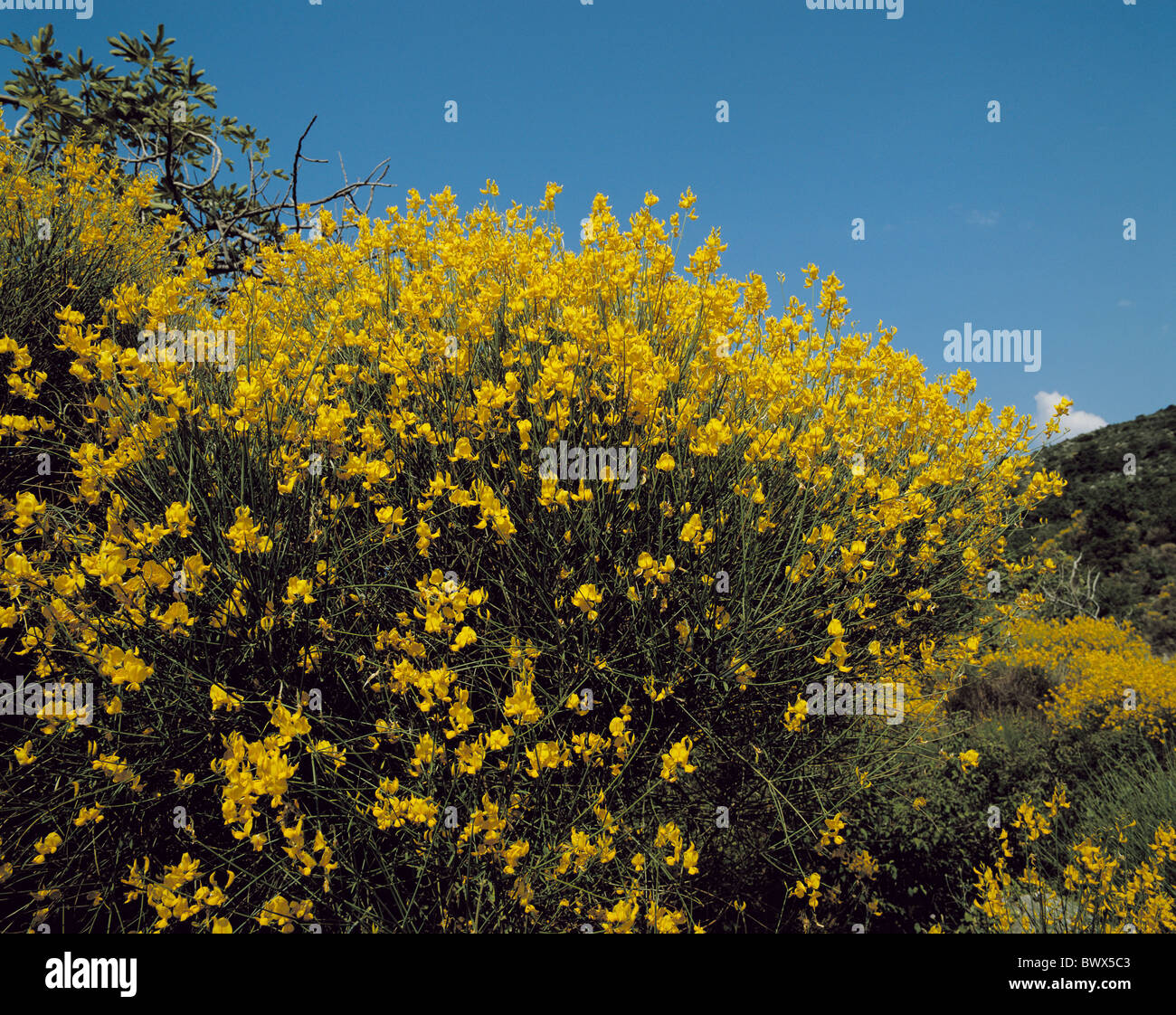 Bush meadow balai, sous-Bois jaune d'arbustes arbustes Fourrés Banque D'Images