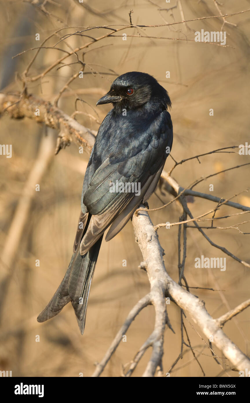 Fork-Tailed (Dicrurus adsimilis Drongo), Kruger National Park, Afrique du Sud Banque D'Images