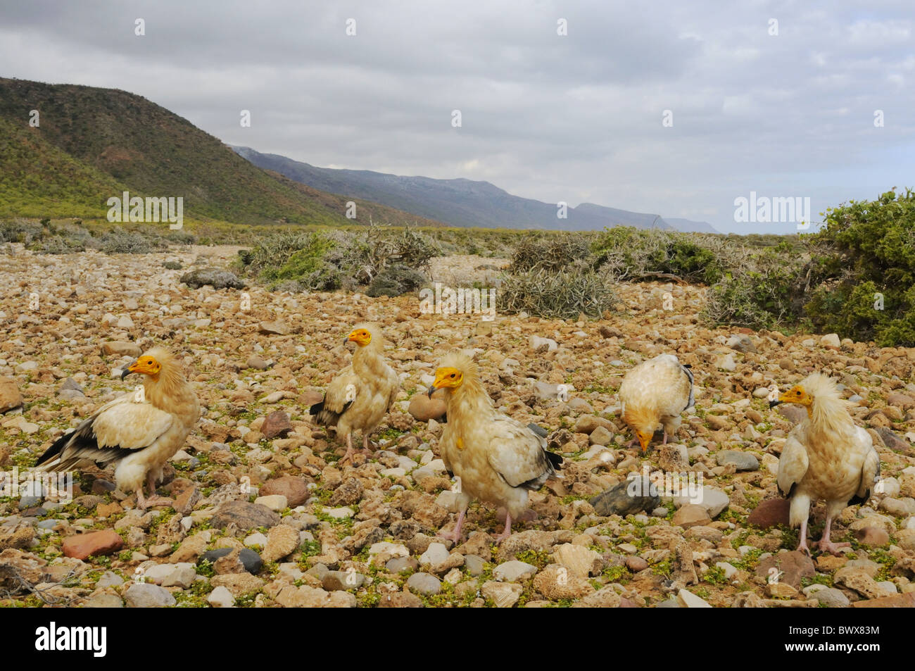 Percnoptère (Neophron percnopterus) cinq adultes, debout sur un sol rocailleux de l'habitat, l'île de Socotra, au Yémen Banque D'Images