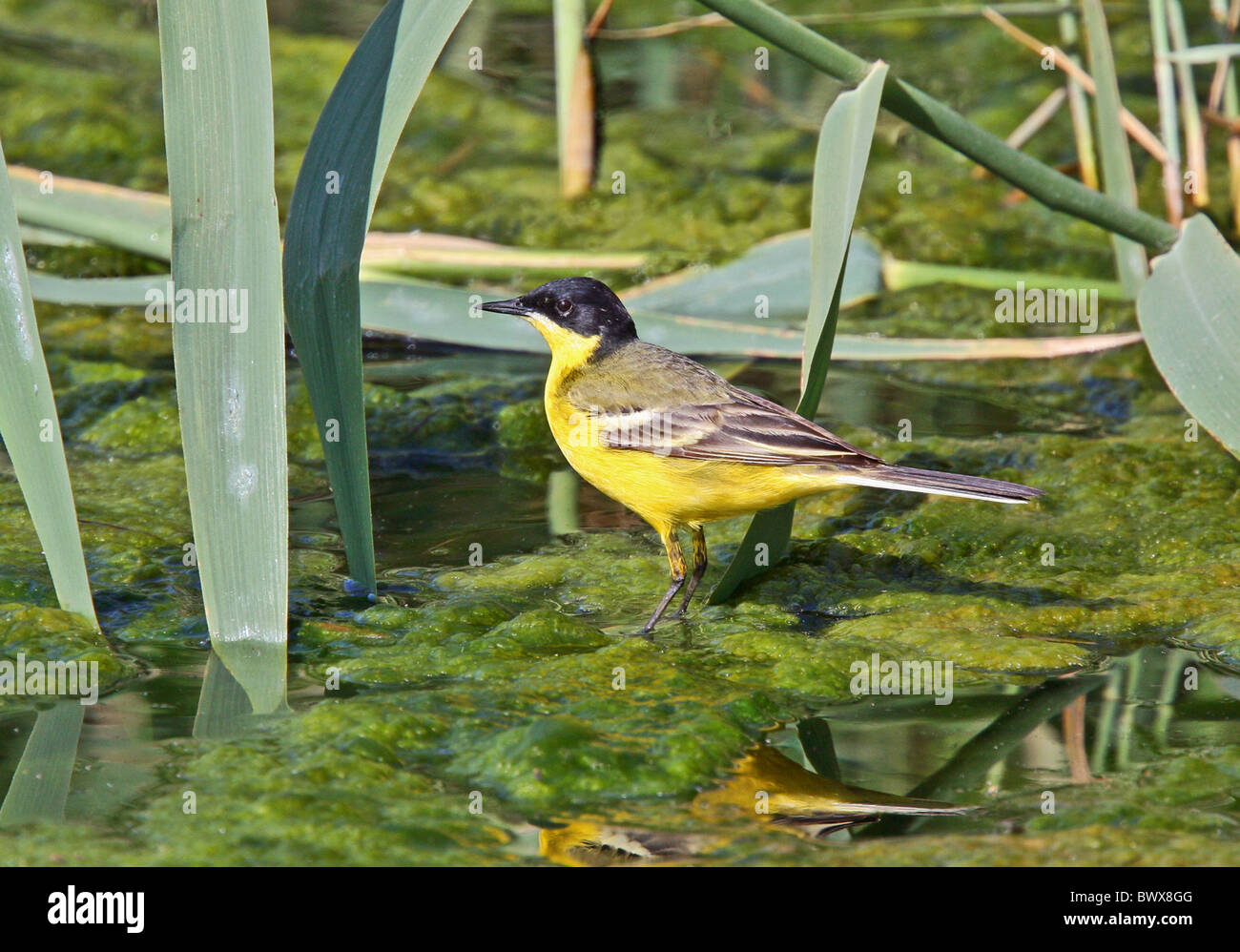 Bergeronnette printanière-noir (Motacilla flava feldegg) mâle adulte, comité permanent sur les algues dans l'eau, de Chypre, de l'été Banque D'Images